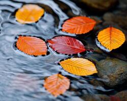 Autumn leaves floating on water photo