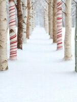 Snowy forest path with striped tree trunks photo