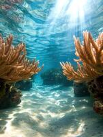 Vibrant underwater coral reef scene with sunlight filtering through the water photo