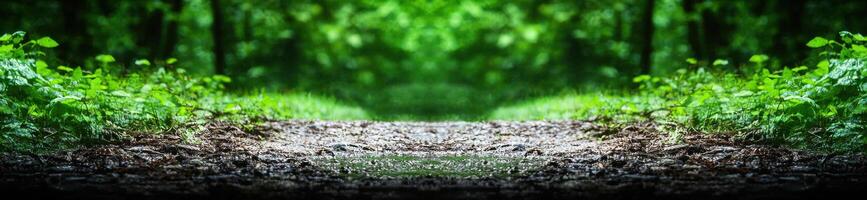 Serene forest path in the wilderness photo