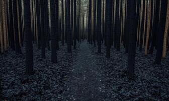dark forest path through tall trees photo