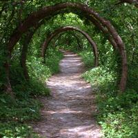 Enchanting forest path with arched branches photo