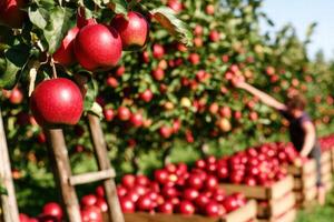 Ripe red apples on tree branches in orchard photo