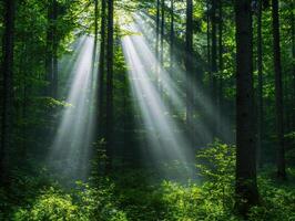 Sunlight streaming through lush green forest photo