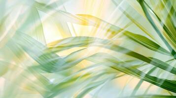 Blurred palm leaves close-up, soft greens and yellows creating tropical calm. Blurred view sandy beach palms photo