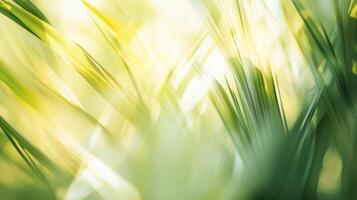 Soft greens and yellows of blurred palms, calming and abstract composition. Blurred view sandy beach palms photo