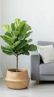 Wicker basket with fiddle leaf fig beside grey sofa, natural and modern decor. Wicker basket near grey sofa in living room photo