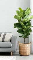 Fiddle leaf fig in wicker basket, cozy and stylish touch to modern interior. Wicker basket near grey sofa in living room photo