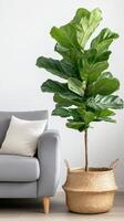 Wicker plant pot beside grey sofa, serene blend of nature and design. Wicker basket near grey sofa in living room photo