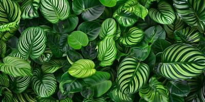 Bed of calatheas with intricate patterns of stripes and spots in varying shades of green, photo