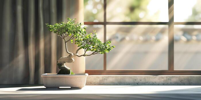 Bonsai tree planted in a rectangular ceramic pot is set on a low table near a window, picture photo