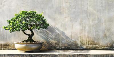 Bonsai tree stands in an oval pot, resting on a table in front of a plain wall, photo