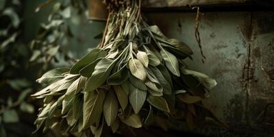 Bundle of sage leaves drying upside down in a dimly lit pantry, picture photo