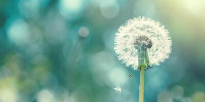 Close-up of a dandelion puffball with tiny seeds against a soft-focus background, photography photo