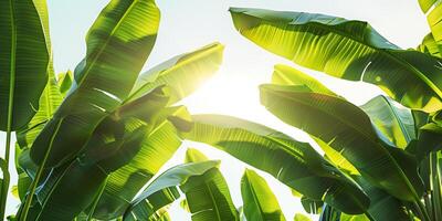 Banana plants with broad leaves arranged in a natural, layered formation, photorealistic photo
