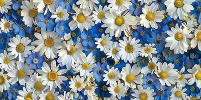 Pressed daisies and forget-me-nots arranged in a symmetrical pattern, photorealistic photo