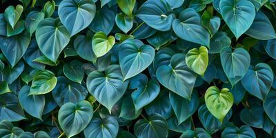Dense thicket of philodendrons with glossy, heart-shaped leaves glistening in humid air, photorealistic photo