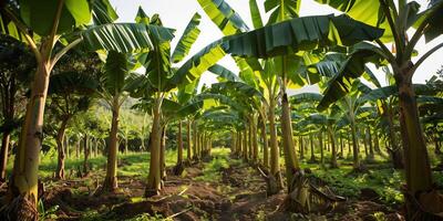 Grove of banana trees with broad, waxy leaves rustling in the tropical breeze, photography photo