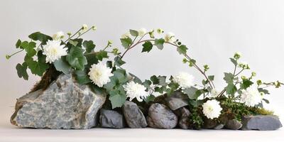 Moribana style Ikebana display with variegated ivy cascading over river stones and delicate white chrysanthemums, photography photo