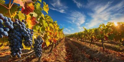 Picturesque vineyard with rows of grapevines laden with ripe grapes under a clear blue sky, photo