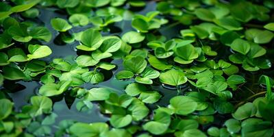 Floating mat of Pistia stratiotes creating dense cover over water in pristine pond, photo
