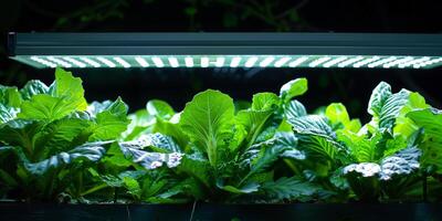 Programmable LED grow light fixture, illuminating an array of leafy greens, picture photo
