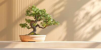 Small bonsai tree with multiple branches is placed in a simple ceramic container on a shelf, photorealistic photo