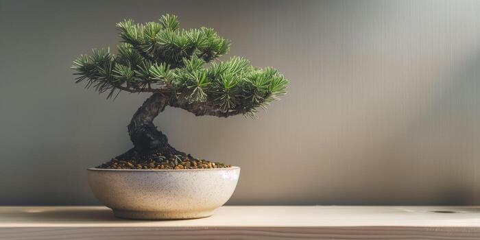pequeño bonsai árbol con múltiple ramas es metido en un sencillo cerámico envase en un estante, imagen foto