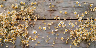 Dried chamomile flowers arranged on rustic table for dye extraction, picture photo