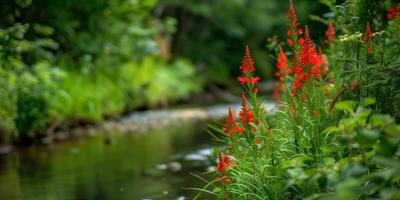 Bright red cardinal flowers blooming alongside a tranquil, meandering stream surrounded by dense greenery, photography photo