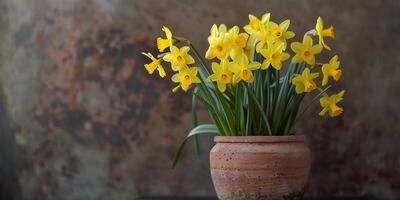 Compact display of yellow daffodils in a rustic, clay pot, photo