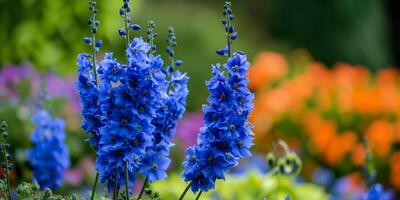Deep blue delphinium flowers standing tall and regal, adding a pop of color to the garden bed, picture photo