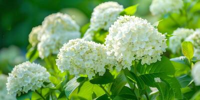 Delicate white hydrangea flowers form large, round clusters against a background of deep green foliage, photography photo