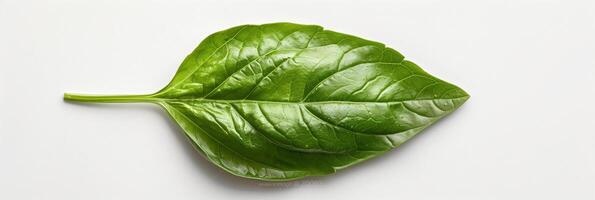 Top view of basil leaf on white background, spicy essence, photo