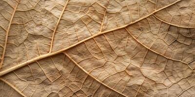 Macro shot focusing on intricate veins of a pressed leaf, displaying natural textures, photorealistic photo
