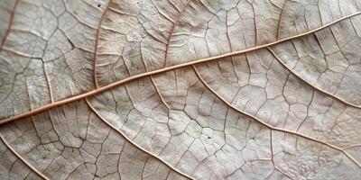 Macro shot focusing on intricate veins of a pressed leaf, displaying natural textures, picture photo
