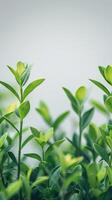 Out-of-focus plants at the bottom sides with a pure white background, photo