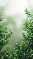 Out-of-focus plants at the bottom sides with a pure white background, photography photo