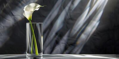 Tall glass cylinder showcasing a single stem of calla lily in water, photography photo