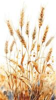 Wheat stalks with a white background, frontal view, picture photo