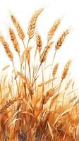 Wheat stalks with a white background, frontal view, photorealistic photo