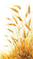 Wheat stalks with a white background, frontal view, photography photo