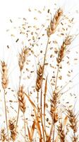 White background with explosion of oat seeds, photo