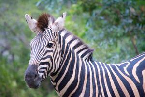 Portrait of a plains zebra, Equus quagga, head in close-up, showing details of the stripes, with blurry green background photo