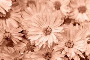 Lots of delicate Mocha brown chrysanthemums close-up. Perfect design solution. Selective focus. Demonstrating color of 2025 year photo