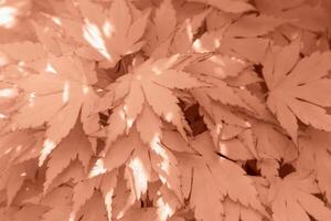 Bright Mocha brown fresh decorative maple leaves in close-up photo