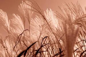 Beautiful miscanthus in sunlight against sky. Natural Mocha brown background. Selective focus. Demonstrating color of 2025 year photo