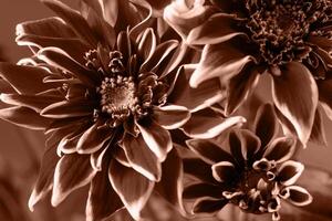Three blooming Mocha brown chrysanthemums close-up, perfect solution for your design, top view, selective focus. Demonstrating color of 2025 year photo