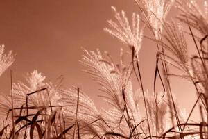 Miscanthus on Mocha brown background of sky photo