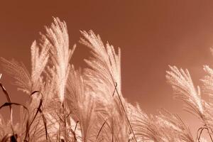 Mocha brown fluffy soft Miscanthus on background of blue sky photo